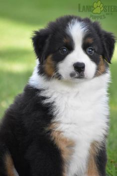 a black, white and brown puppy sitting in the grass with its head turned to the side