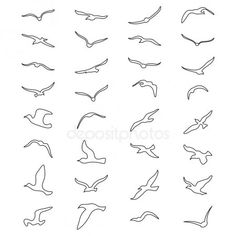 seagulls flying in different directions on a white background stock photo - image 3497