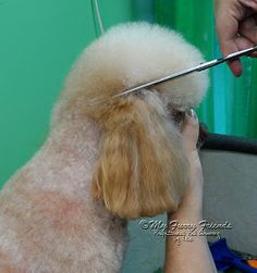 Dogs Ideas, Poodle Haircut, Poodle Cuts, Puppy Photography, Poodle Grooming, Dog Grooming Tips, Puppy Cut