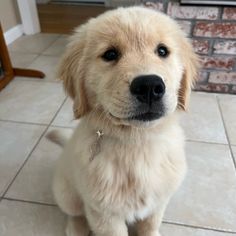 a puppy sitting on the floor looking at the camera