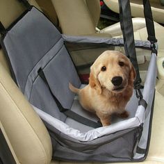 a dog sitting in the back seat of a car