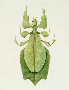 a green insect sitting on top of a leaf