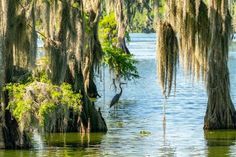 a bird is standing in the water among trees with moss hanging from it's branches