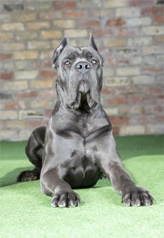 a large black dog laying on top of a green carpeted floor next to a brick wall