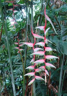 pink and white flowers hanging from the side of a tall plant in a tropical forest