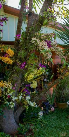 the garden is full of colorful flowers and plants in pots on the grass, next to a tree