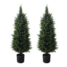 two potted trees are shown side by side