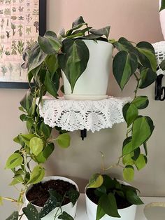 three potted plants on a shelf with doily