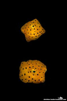 two oranges with black dots on them in the dark