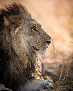 an image of a lion laying down on the ground