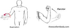 a diagram showing how to fix the elbow flexor and what it means for an injury