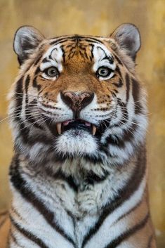 a close up of a tiger with its mouth open