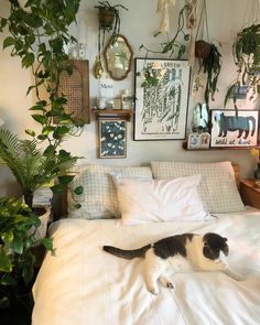 a black and white cat laying on top of a bed next to potted plants