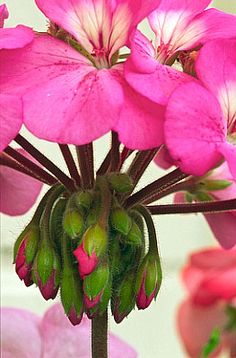 pink flowers are blooming in a vase