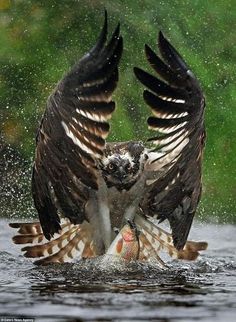 an ostrich spreads its wings as it catches a fish in the water while splashing