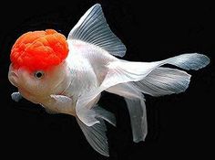 a goldfish with an orange crown on it's head