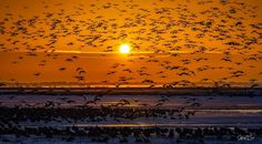 a flock of birds flying in the air at sunset