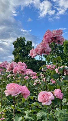 Pink Astethic, Pink Wallpapers, Color Wallpaper Iphone, Pretty Phone Wallpaper, Nothing But Flowers, Pink Garden, Beautiful Landscape Wallpaper, Natural Garden, Beautiful Scenery Nature