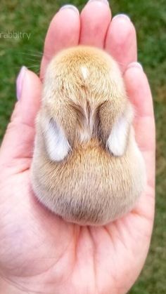 a person holding a small dog's paw in their hand with grass behind it