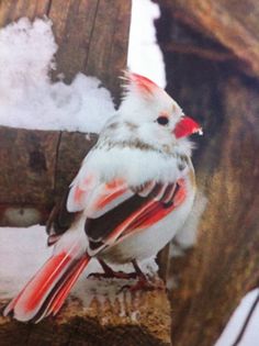 a white and red bird sitting on top of a piece of wood with the words rare and beautiful female pied cardinal