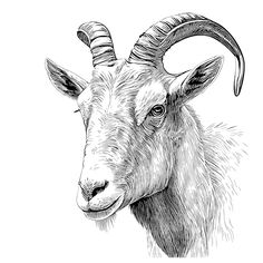 an ink drawing of a goat's head with long horns and large curled horns