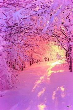 the sun is shining brightly through the trees in the snow covered forest, as well as pink light