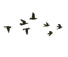 a flock of birds flying across a white sky