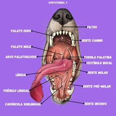 an animal's mouth with all the parts labeled in it on a purple background