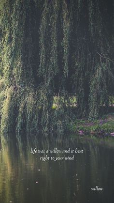 an image of trees and water with the quote life was a willow and at least right to your mind