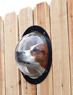 a dog with its head in a round window on a wooden fence, looking up at the sky