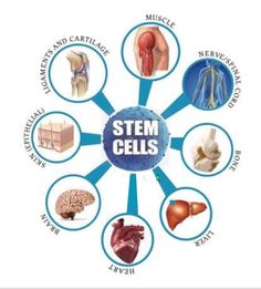 Organs Of The Body, Cell Function, Human Biology, Optimum Health, Stem Cell Therapy, Cell Therapy, Cell Biology, Body Organs, Bone Marrow