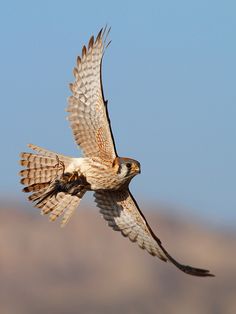 a bird flying through the air with its wings spread