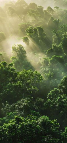 the sun shines through the trees in the forest canopy as it peeks out from the clouds