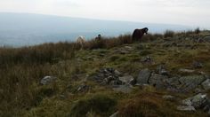 two horses standing on top of a grass covered hill next to tall grass and rocks