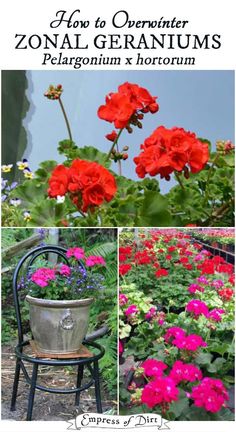 how to overwinter zonal geraniums pelargonium x hortotrum