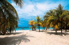 palm trees line the beach with a boat in the distance