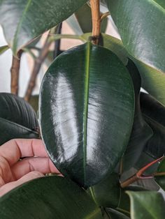 a hand is holding a large green leaf