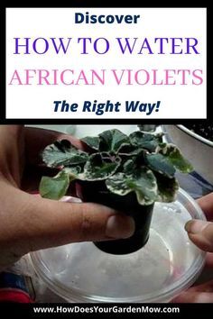 two hands are holding a plant in a plastic container with the words, how to water african violets the right way