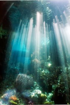 an underwater scene with sunlight streaming through the water