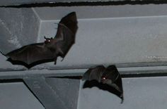 two bats hanging upside down on the ceiling