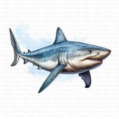 a drawing of a great white shark