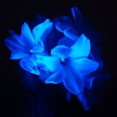 two blue flowers glowing in the dark