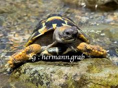 a turtle sitting on top of a rock in the water