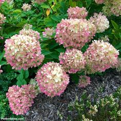 pink and white flowers blooming in the garden