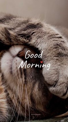 a close up of a cat laying down with the words good morning in front of it