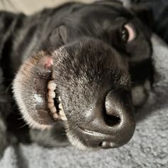 a black dog laying on top of a bed with it's nose hanging out