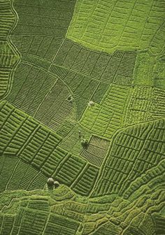 an aerial view of green fields and trees