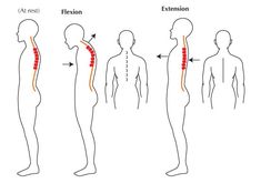 the back and neck muscles are highlighted in red, with arrows pointing to each other