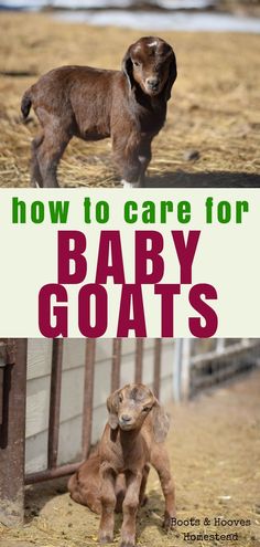 two baby goats standing next to each other in front of a fence with the words how to care for baby goats