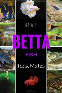 ten different types of betta fish are shown in this collage with the words, 10 perfect betta fish tank mates